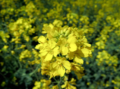 いっぱい咲く中にいる菜の花