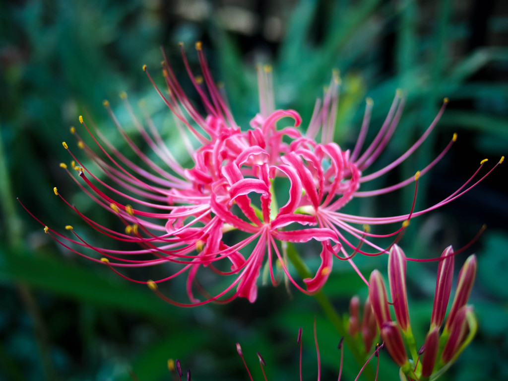 紅曼珠沙華