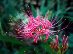 紅曼珠沙華