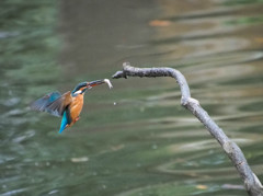 カワセミ　帰還の瞬間も