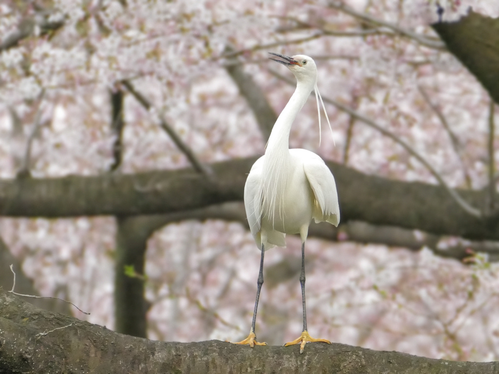 満開の花に囲まれ溢れる感情を隠せないコサギさん