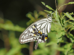 アゲハ、傷だらけの羽根