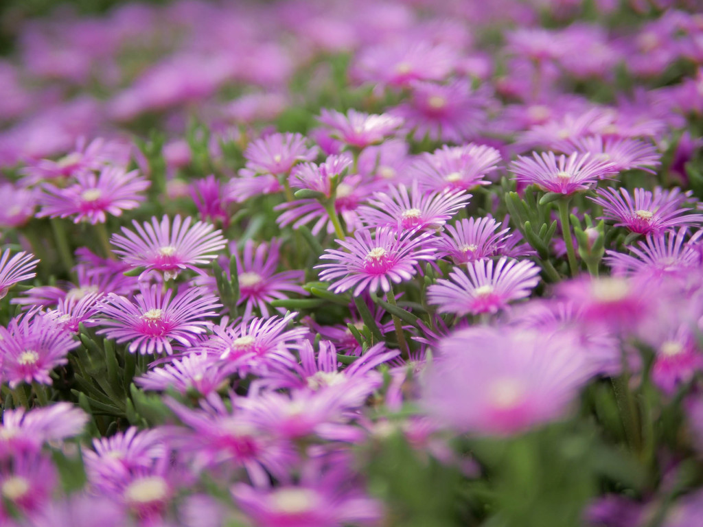 マツバギクの花園