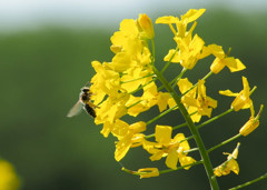 しなだれる菜の花