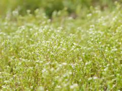庭にも春が来た