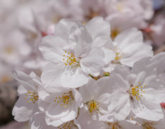 桜近撮02