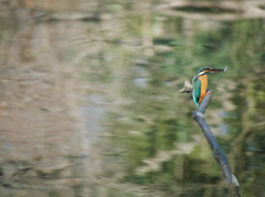 カワセミ飛翔高速連写７
