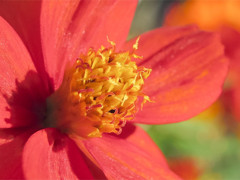 S100　12mm撮り等倍切り取り