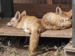 縁側で眠るキツネたち