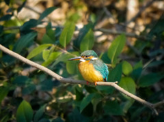カワセミさん　ニヤリ