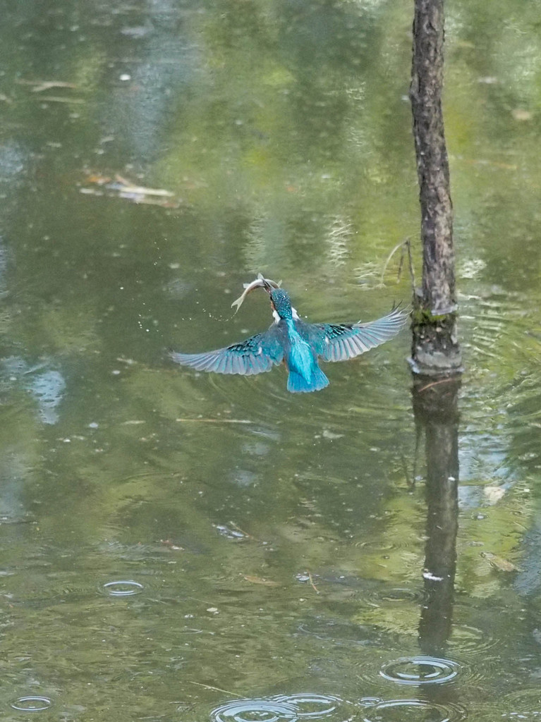捕獲成功からの帰還飛行1