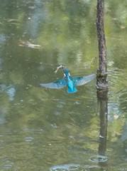 捕獲成功からの帰還飛行1