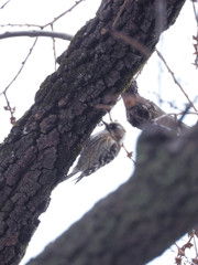 木をつついているこの鳥は、