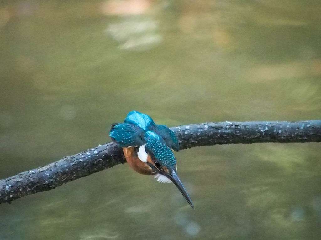 カワセミ　飛び込む瞬間