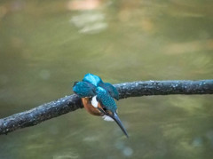 カワセミ　飛び込む瞬間