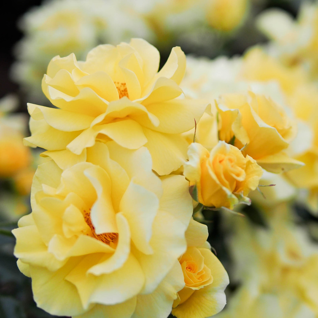 黄色い薔薇たち