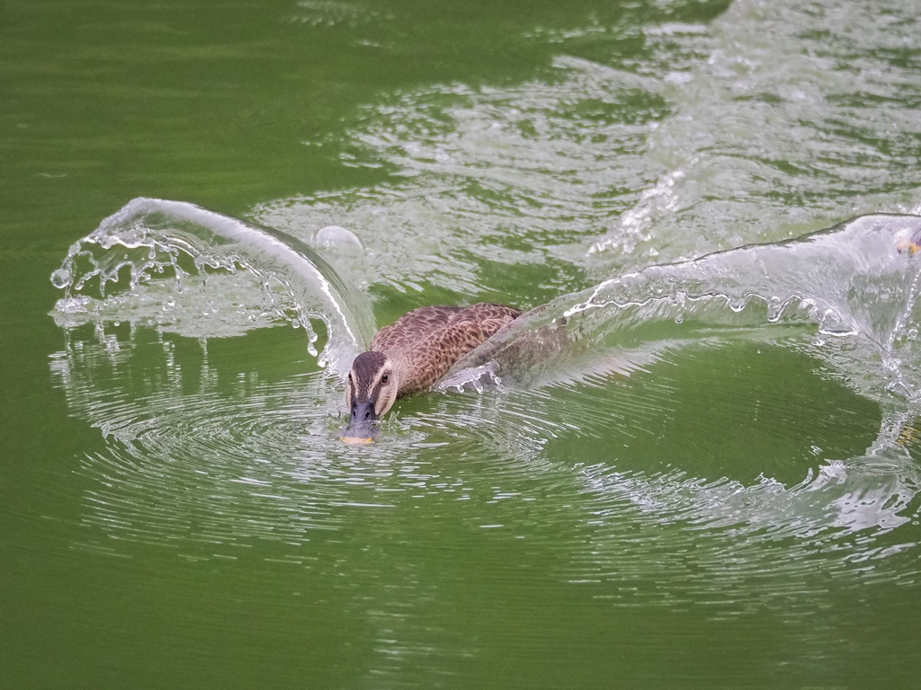 水の翼