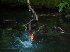 妻が撮るカワセミ水浴びシーン１