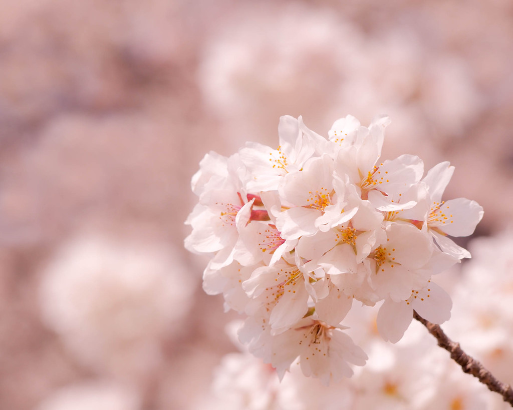 桜色の世界