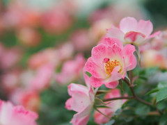 たくさんの中のその薔薇