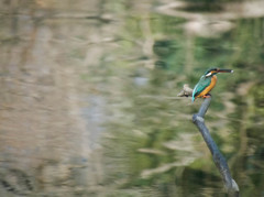 カワセミ飛翔高速連写８