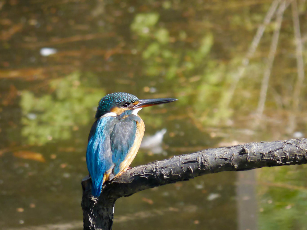 パナソニックGX1でカワセミ撮影