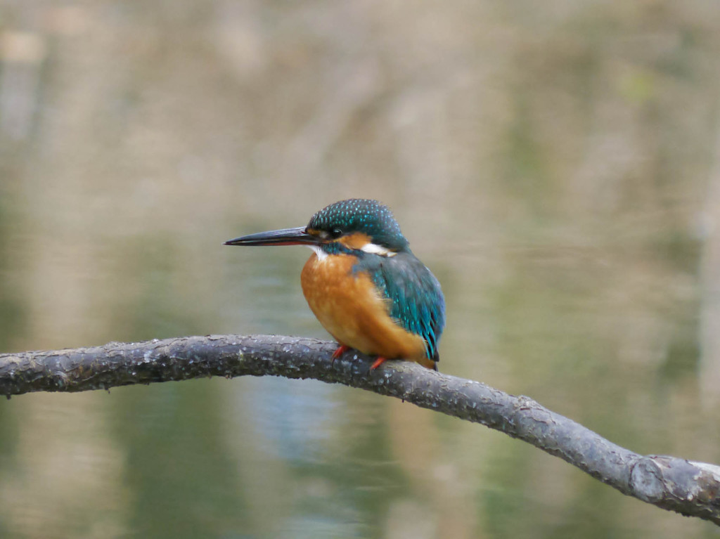 カワセミの出会い２