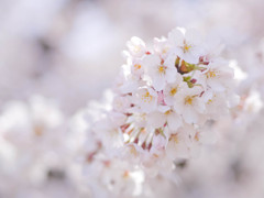 桜の花トンネルをくぐり抜けて
