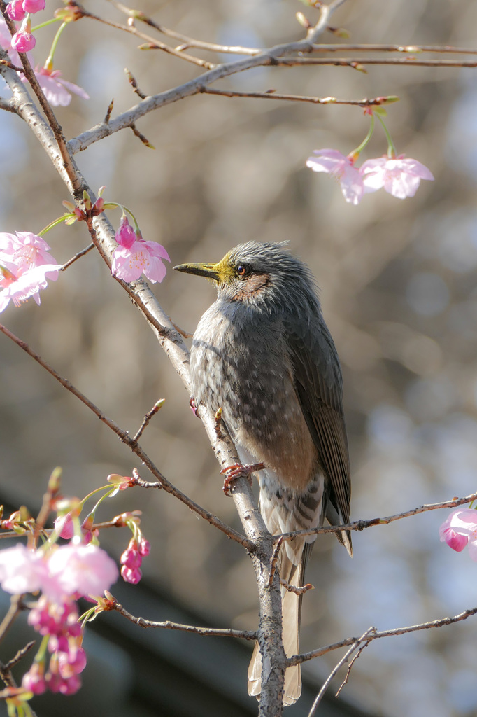 ヒヨドリ春の花と共に