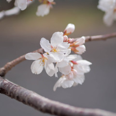 小振りに咲く