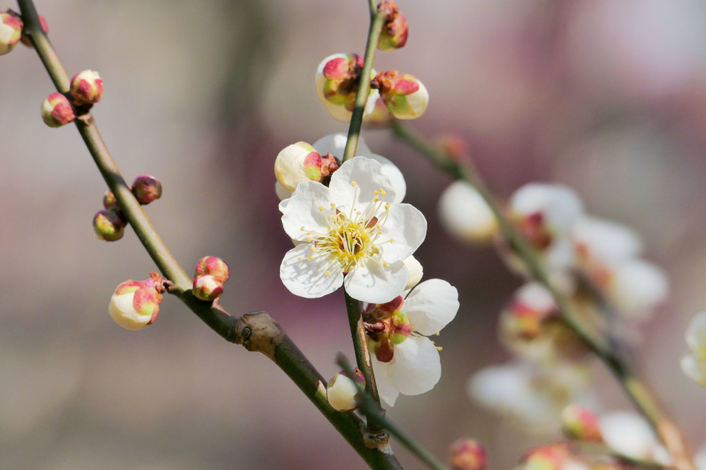 梅の花で比較作例1(FZ1000)