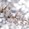 光塗れる桜