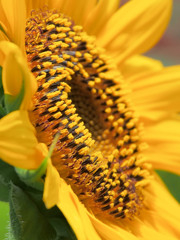 太陽の花、咲く
