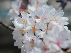 ほのかに香り立つ桜花