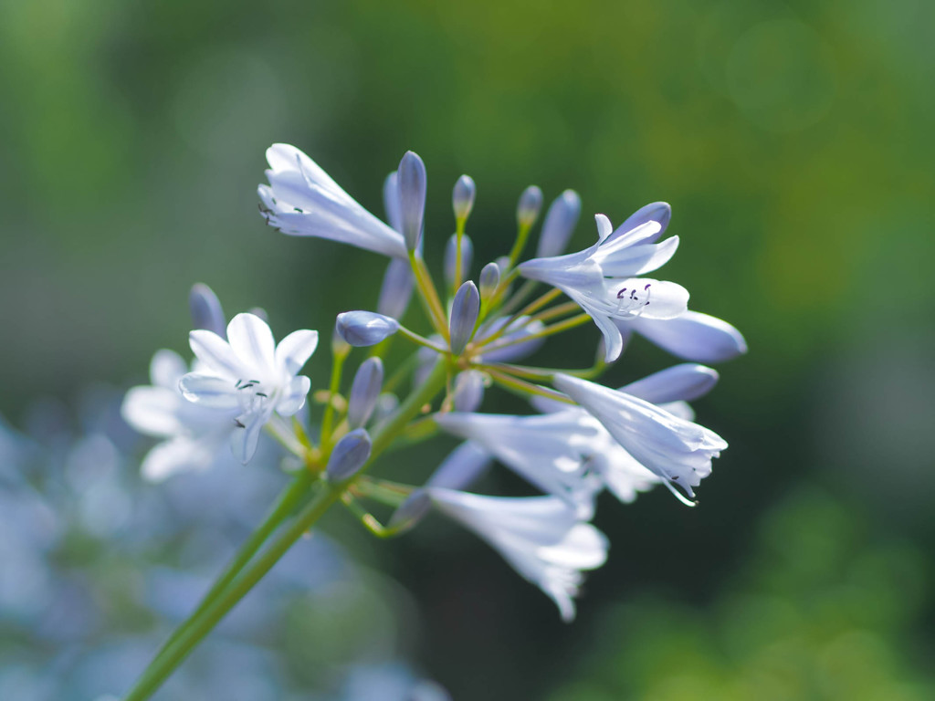 薄紫の花