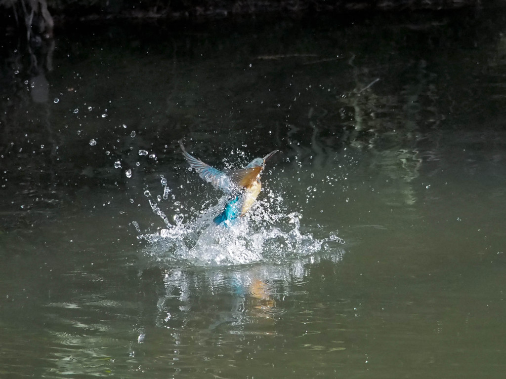 カワセミ、上昇！(連写1)