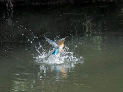 カワセミ、上昇！(連写1)