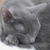 寝息をたてて眠る高貴な猫