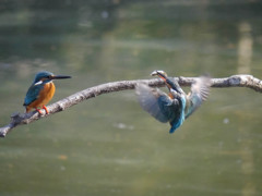 カワセミさん　帰還