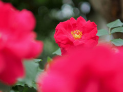薔薇をLEICA DG SUMMILUX 25mm 1.4で撮影
