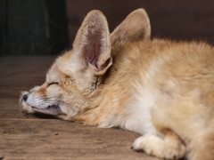 眠るキツネ２
