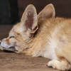 眠るキツネ２