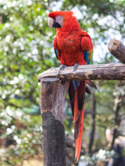 赤ルリコンゴウインコ