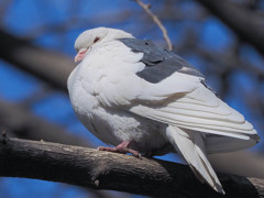白鳩姫の笑み
