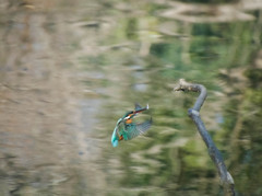 カワセミ飛翔高速連写３