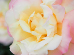 美しすぎる花びら
