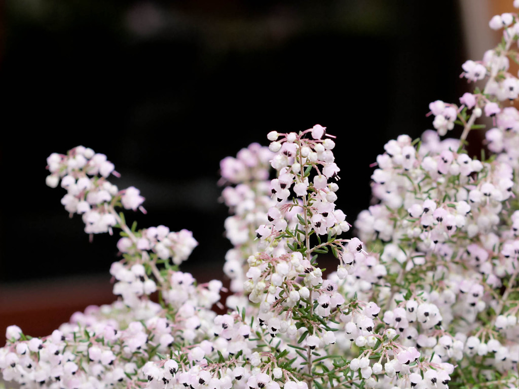 名を知らぬ花　01