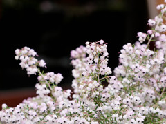 名を知らぬ花　01