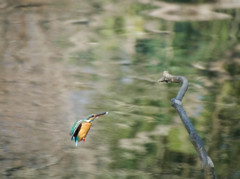 カワセミ飛翔高速連写２