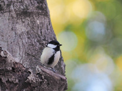 春想うシジュウカラ２